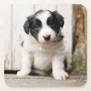 Border Collie Puppy Square Paper Coaster
