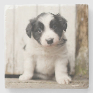 Border Collie Puppy Stone Coaster