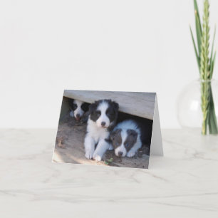 Border Collie Puppy Trio Note Cards