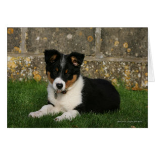 Border Collie Puppy with Leaf in Mouth