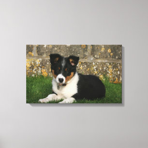 Border Collie Puppy with Leaf in Mouth Canvas Print
