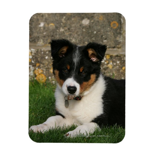 Border Collie Puppy with Leaf in Mouth Magnet (Vertical)