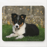 Border Collie Puppy with Leaf in Mouth