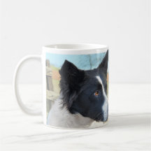 Border Collie Ranch Dog