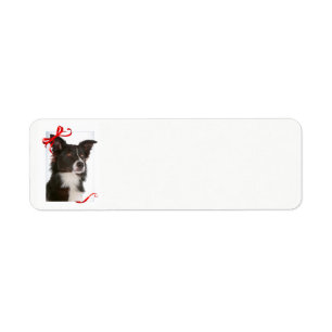 Border Collie Return Address Labels