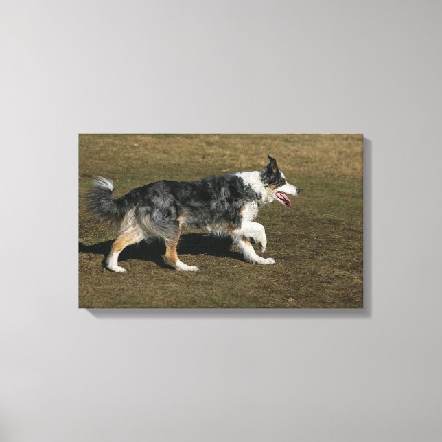 Border Collie Running 1 Canvas Print (Front)