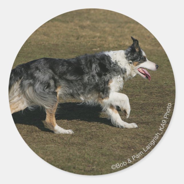 Border Collie Running 1 Classic Round Sticker (Front)