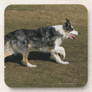 Border Collie Running 1 Coaster
