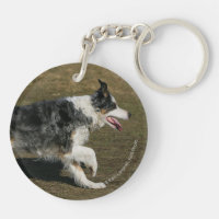 Border Collie Running 1