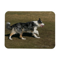 Border Collie Running 1