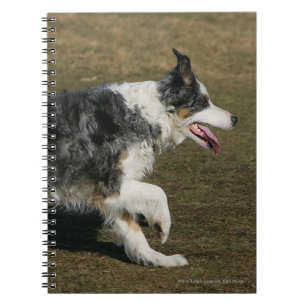 Border Collie Running 1 Notebook