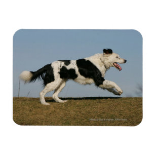 Border Collie Running 2 Magnet