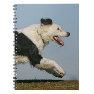 Border Collie Running 2 Notebook
