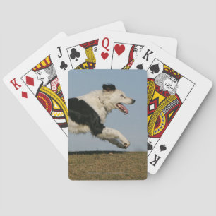 Border Collie Running 2 Playing Cards