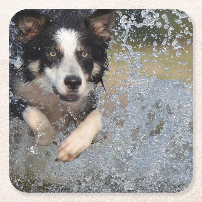 border collie running in water square paper coaster (Front)