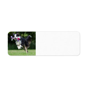 border collie running with toy