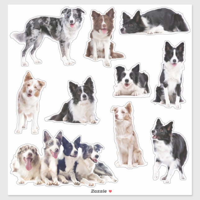 Border Collie set of 10 stickers (Sheet)