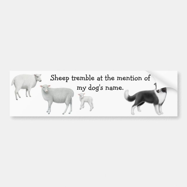Border Collie & Sheep Herding Bumper Sticker (Front)