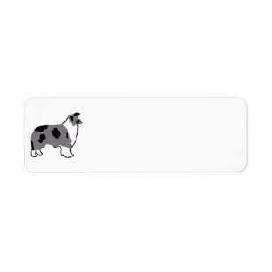 Border Collie silo blue merle and white