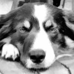 BORDER COLLIE SNOWFLAKE PEWTER CHRISTMAS ORNAMENT<br><div class="desc">A black and white watercolor of a beautiful border collie.</div>