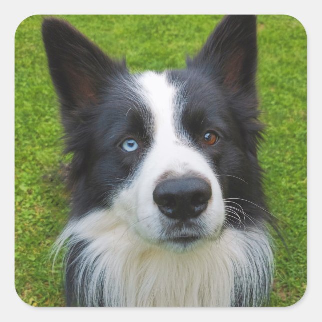 Border Collie  Square Sticker (Front)