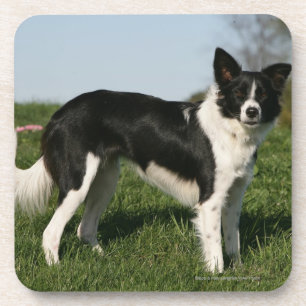 Border Collie Standing Coaster