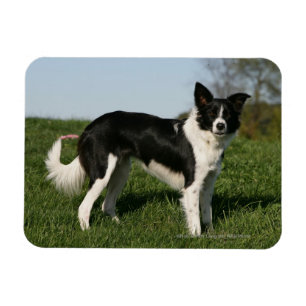 Border Collie Standing Magnet