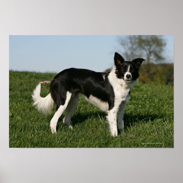 Border Collie Standing Poster (Front)