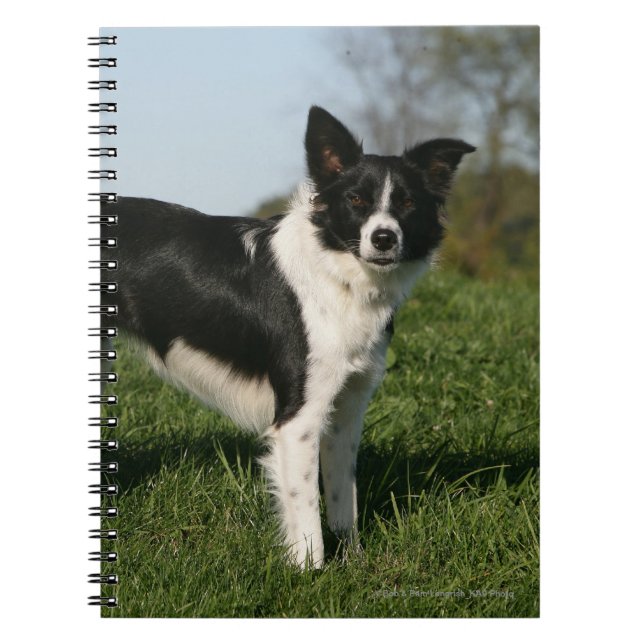 Border Collie Standing Spiral Notebook (Front)