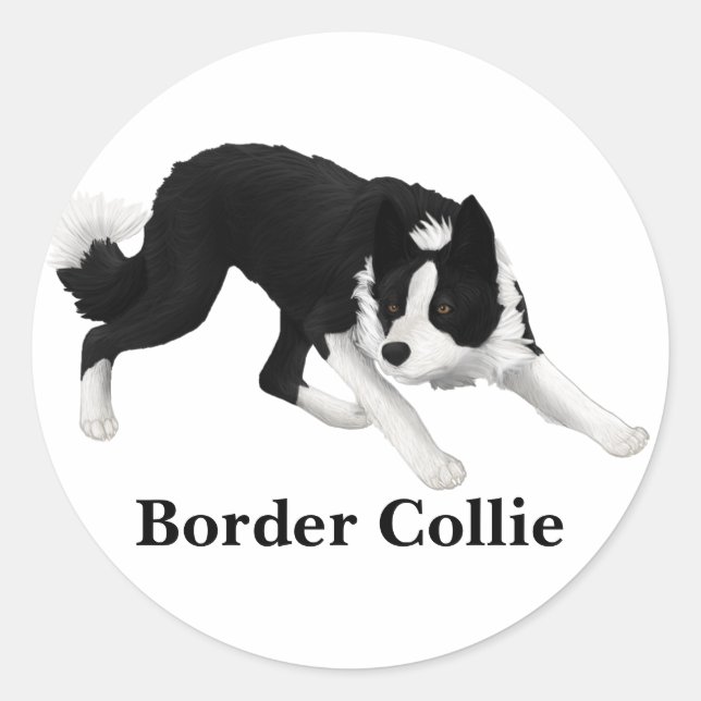 Border Collie Stare Classic Round Sticker (Front)