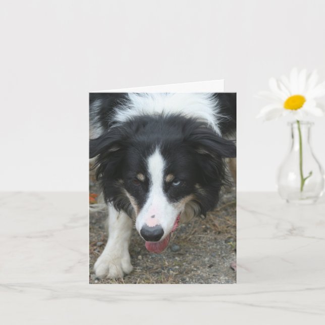 Border Collie Stare Dog Personalised Note Card (Small Plant)