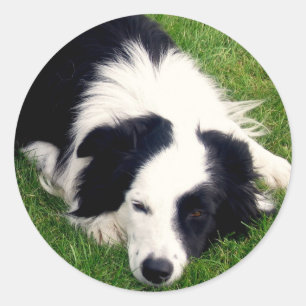 Border Collie Sticker