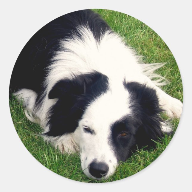 Border Collie Sticker (Front)