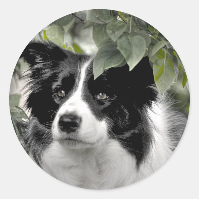 Border Collie STICKERS (Front)
