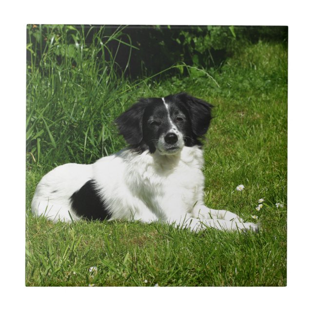 Border Collie Tile (Front)