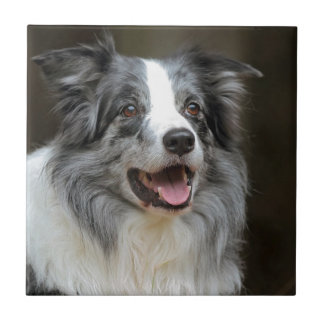 Border Collie Tile