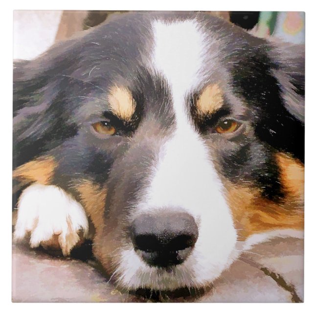 BORDER COLLIE TILE (Front)