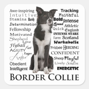 Border Collie Traits Stickers