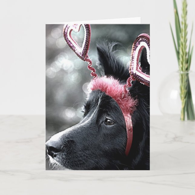 Border Collie Valentine Card (Front)