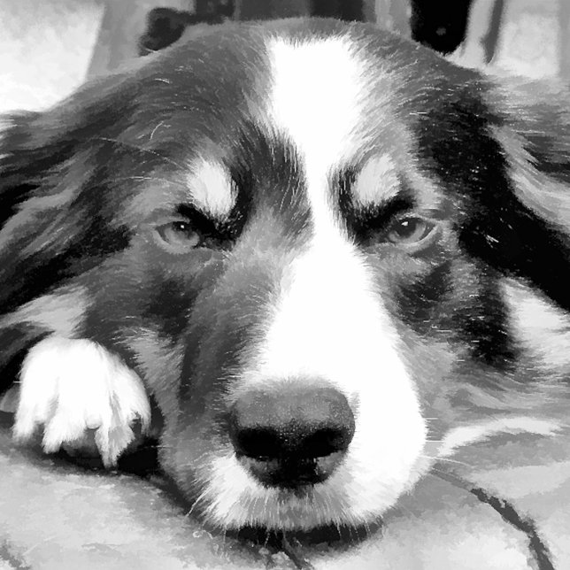 BORDER COLLIE WATCH (Creator Uploaded)