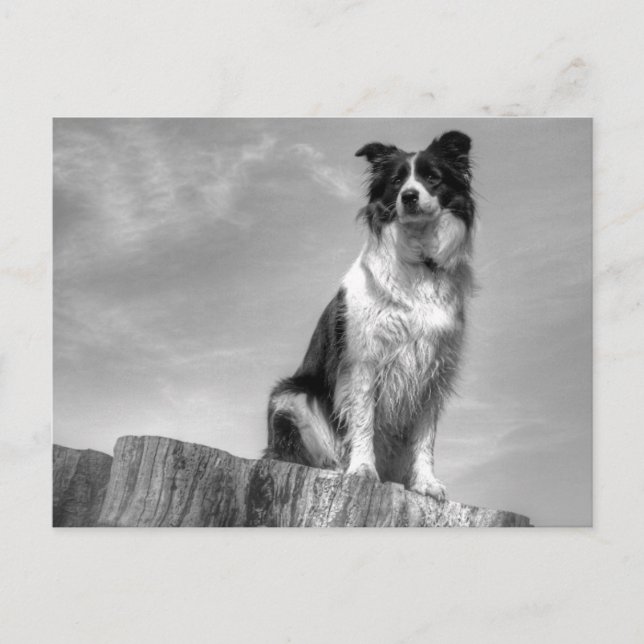 Border Collie Watching from Tree Trunk Postcard (Front)