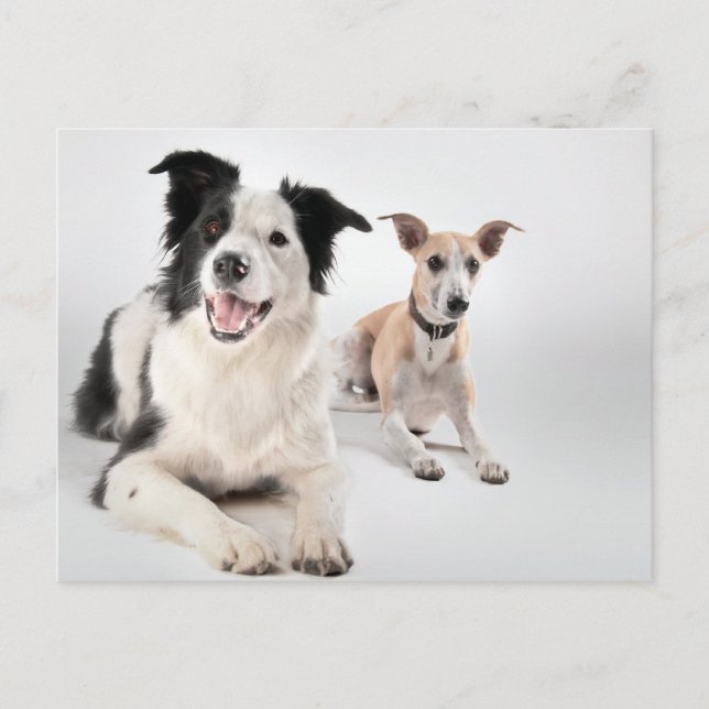 Border collie with whippet postcard (Front)