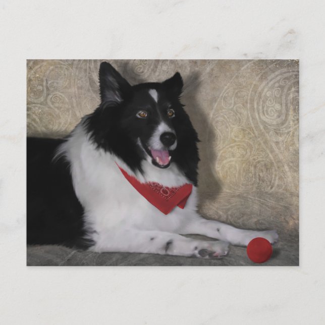 Border Collie "Wylie" Postcard (Front)