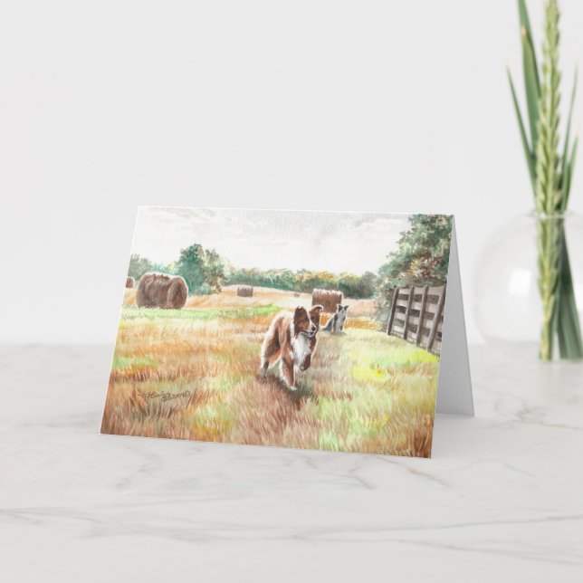 Border Collies - Farm Dogs Card (Front)
