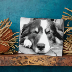 BORDER COLLIES PLAQUE