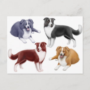 Border Collies Postcard