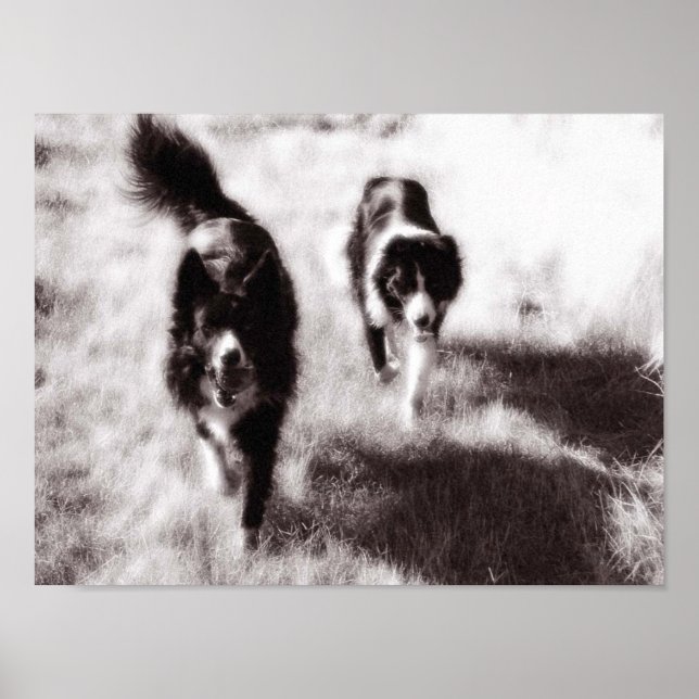 Border Collies Poster (Front)