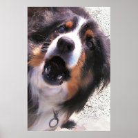 BORDER COLLIES