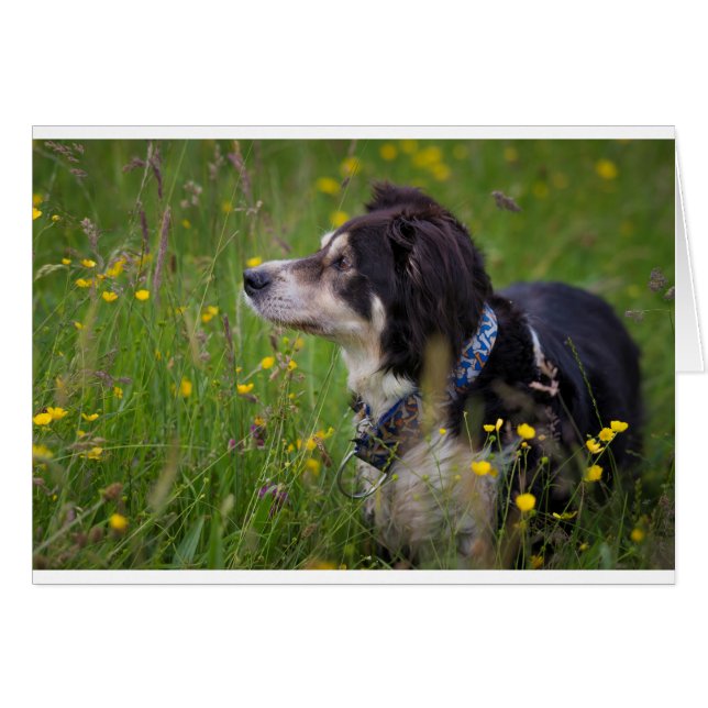 Border in the buttercups (Front Horizontal)