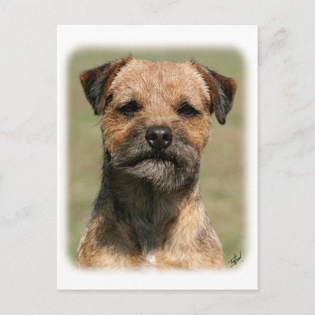 Border Terrier 9Y325D-038 Postcard (Front)